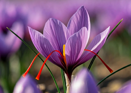 درآمد ۸۴ میلیارد ریالی زعفران کاران بیضا از فروش زعفران