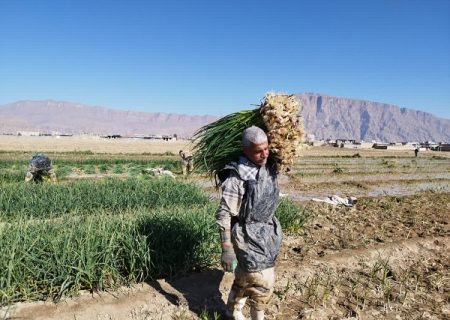 تولید سیرسبز در بیضا به ۴۸۰۰ تن رسید