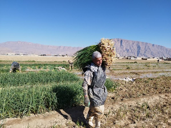 تولید سیرسبز در بیضا به ۴۸۰۰ تن رسید