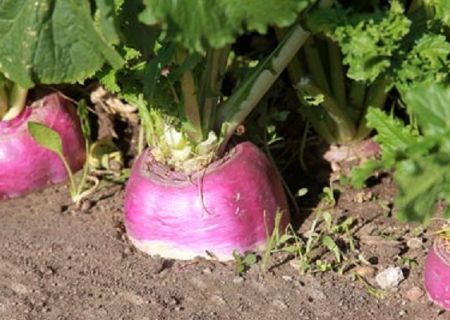 تولید ۲۸۰۰ تن شلغم در بیضا