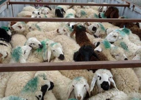 کشف ۱۴۹ راس دام قاچاق در بیضا