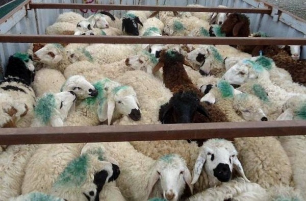 کشف ۱۴۹ راس دام قاچاق در بیضا