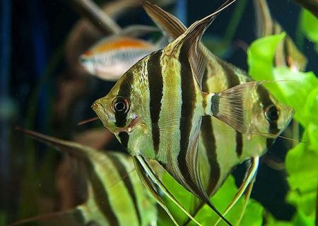 تولید و پرورش ۳۰ هزار قطعه ماهی زینتی در بیضا