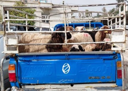 کشف ۱۲ راس دام قاچاق در فیروزآباد