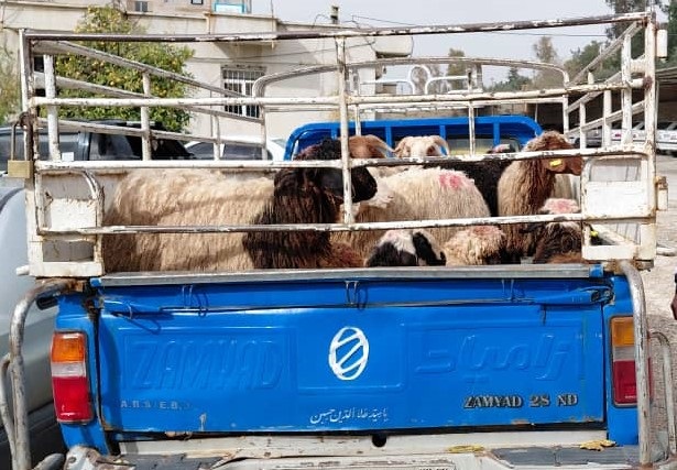 کشف ۱۲ راس دام قاچاق در فیروزآباد
