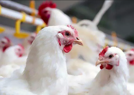 جهش تولید گوشت سفید در بیضا/ تولید سالانه ۱۸ هزار تن گوشت مرغ