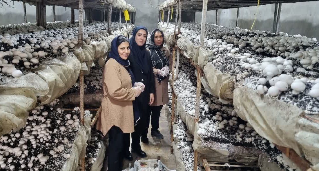 جهاد کشاورزی شهرستان جهرم پیشگام حمایت از مشاغل خانگی؛ معرفی ۳۰ نفر برای دریافت تسهیلات